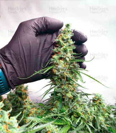 Amnesia Haze Autoflower (Herbies Seeds)