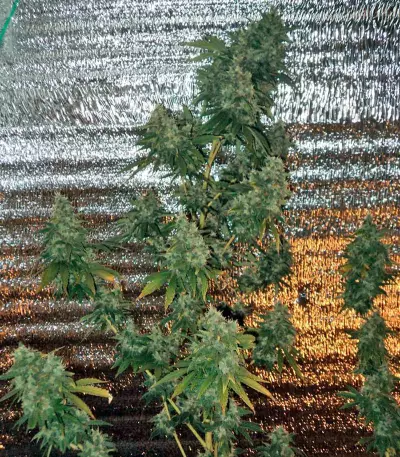 AK-47 Seeds