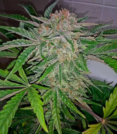 Industrial Plant Autoflowering CBD Seeds