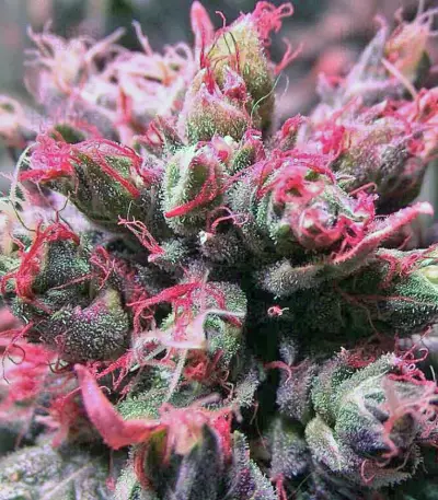 Masterkush Seeds