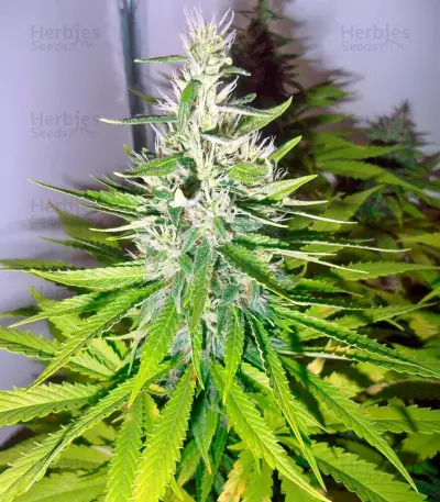 Mazar Seeds