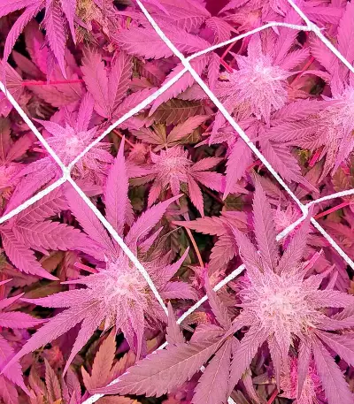 Russian Doll Seeds