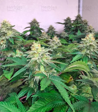 Graines de cannabis Papaya regular (Nirvana Seeds)