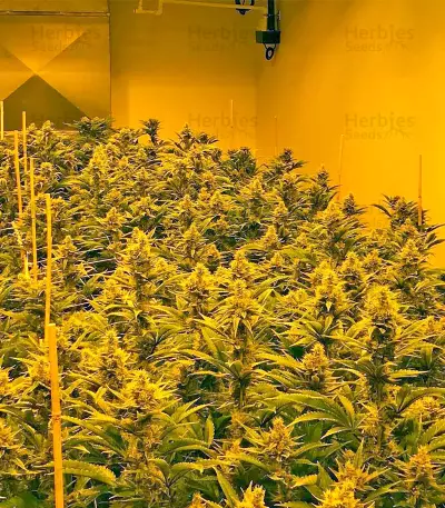 Graines de cannabis Papaya regular (Nirvana Seeds)