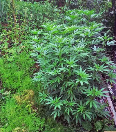 Skunk XL Seeds