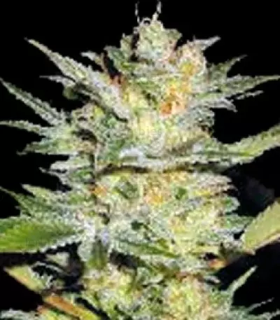 Timanfaya Auto Seeds