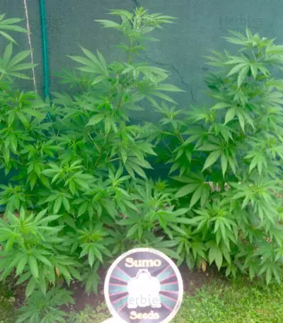 Graines de cannabis Zombie Haze (Sumo Seeds)