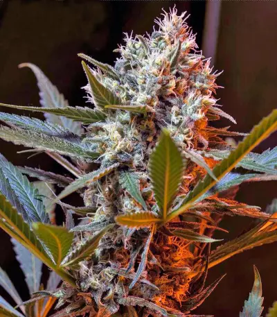 Green Poison F1 Fast Version feminized seeds