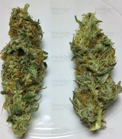 Delicious Candy Early Version (Delicious Seeds)