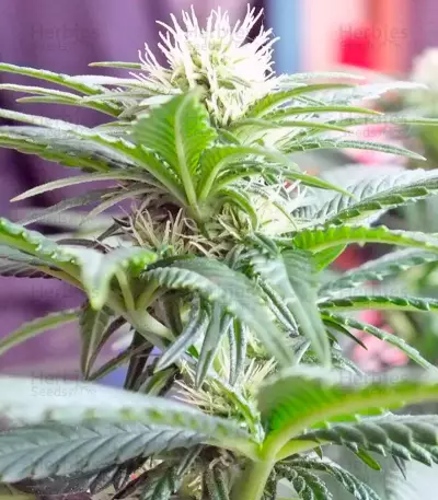 Ladyburn 1974 Seeds