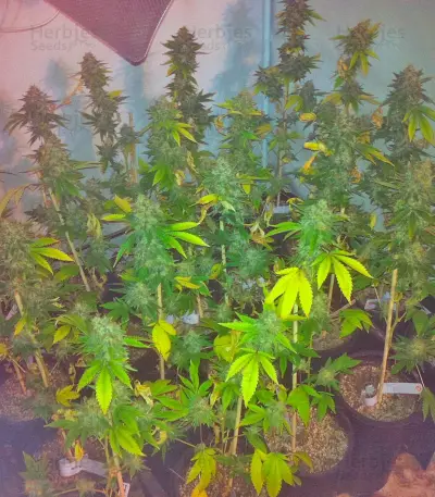 Semi femminizzati Moby Dick (Green House Seeds)