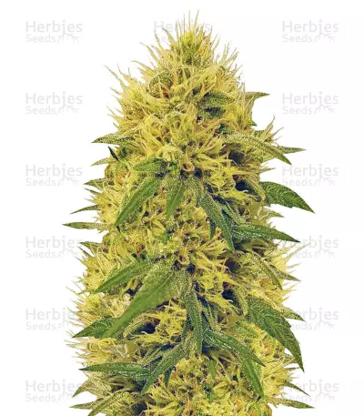 Graines de cannabis Big Bud (Vision Seeds)