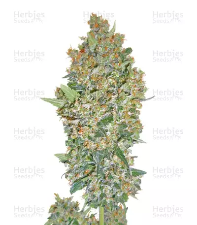 Hashchis Berry (Cheese Berry) feminized seeds