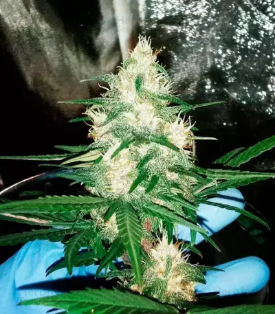 Afghan Cow Seeds