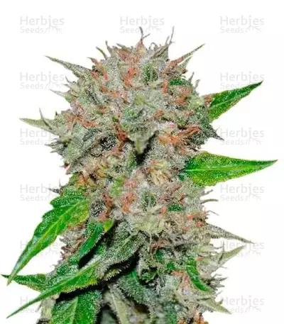 Deep Mandarine feminized seeds