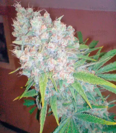 Galaxy feminized seeds