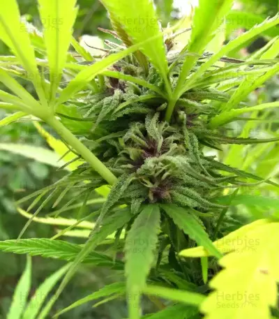 Purple Maroc Seeds