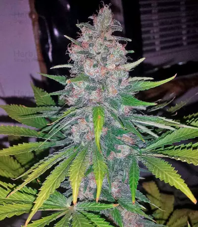 Sweet Skunk F1 Fast Version (Sweet Seeds)