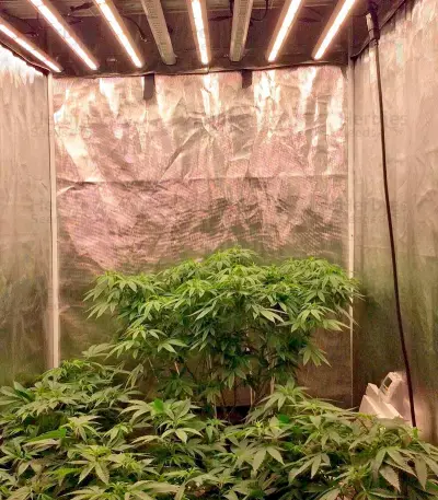 Aurora Indica regular strain