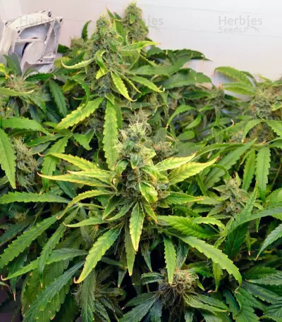 Auto Amnesia Gold Seeds