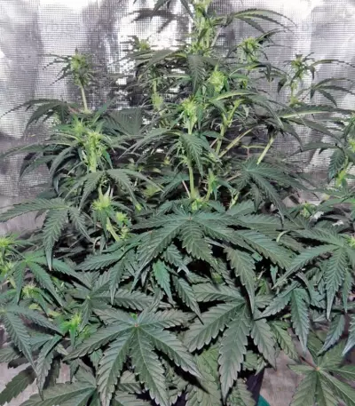 Auto Kryptonite Seeds