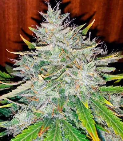 Semi di Auto White Widow femminizzati (Dutch Passion)