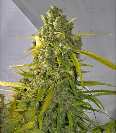 Calamity Jane Auto Seeds