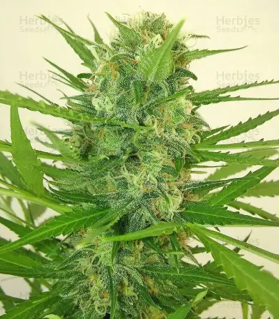 Calamity Jane Auto Seeds