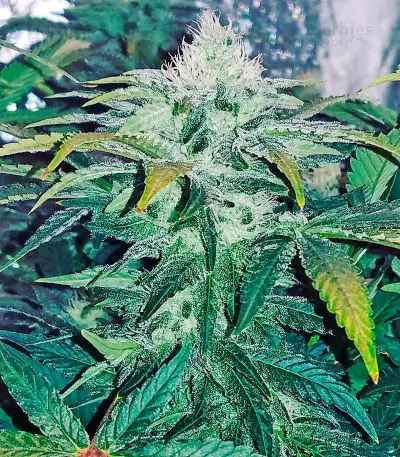 BlackJack (Nirvana Seeds)
