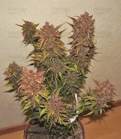 Crystal METH Auto Seeds