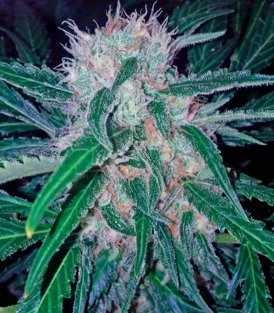 Domina Haze feminized seeds