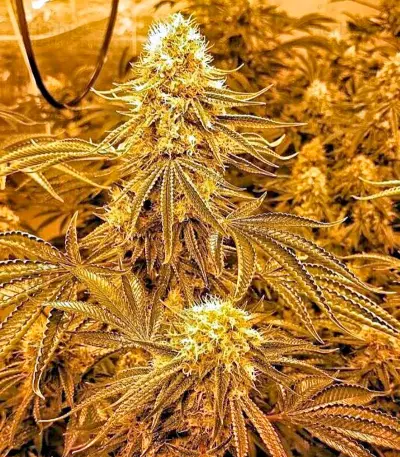 Karibbean Mango (Kannabia Seeds)