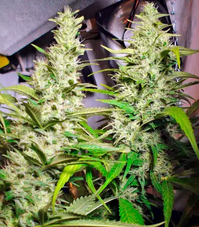 Mandala #1 Seeds