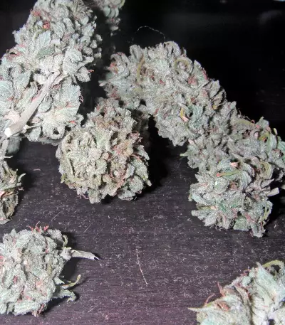 Mataro Blue Max Auto Seeds