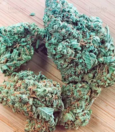 Mataro Blue (Kannabia Seeds)