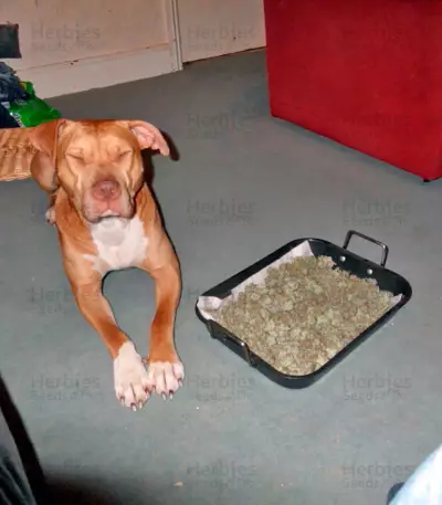 Graines de cannabis Mazar X Great White Shark (World of Seeds)