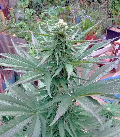 Northern Lights x Big Bud Ryder Seeds