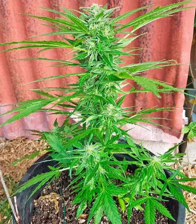 Original Amnesia Autoflowering Seeds
