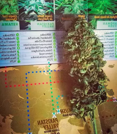 Pakistan Valley (World of Seeds) Cannabis-Samen
