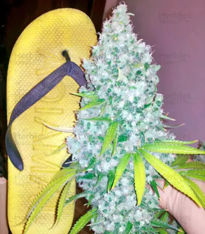 Rishi Kush Seeds