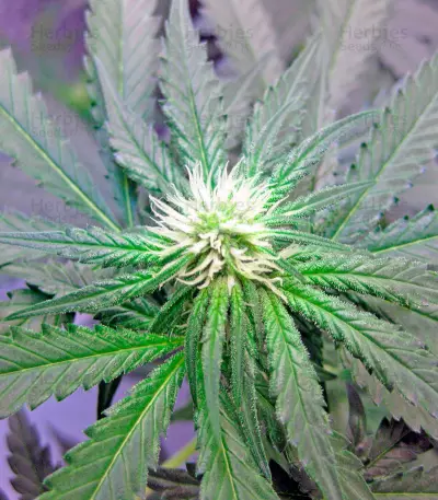 Shark Attack (Dinafem Seeds)