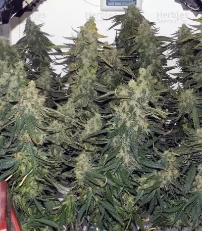 Semillas feminizadas Six Shooter Auto (Fast Buds)