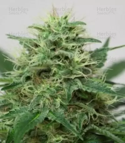 Graines de cannabis Somango XL (RQS)