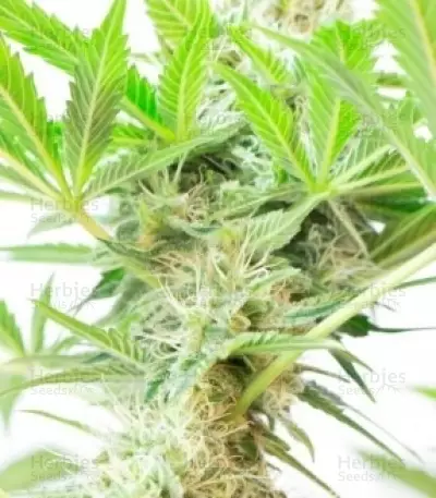 Graines de cannabis Somango XL (RQS)