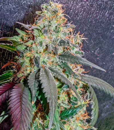 Sweet Tooth #1 Seeds