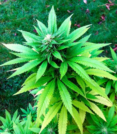 Veneno feminized seeds