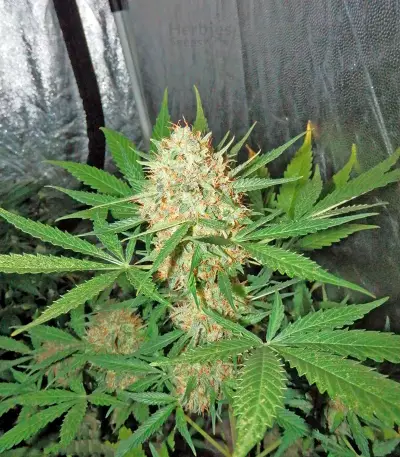 White Widow Autoflowering feminized seeds