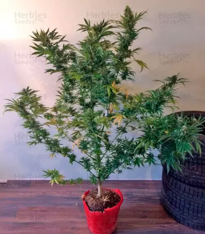 Semi femminizzati Wild Thailand