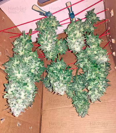 Haze XXL Autoflowering Seeds
