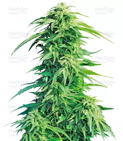 Graines de cannabis Super Hindu Kush regular (Sumo Seeds)